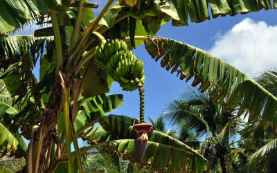 Bananas growing in a garden, Funafuti Atoll, Tuvalu