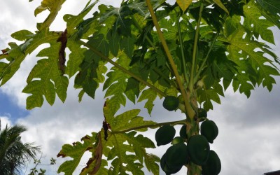 Papayas growing in someone's front garden, Funafuti Atoll, Tuvalu