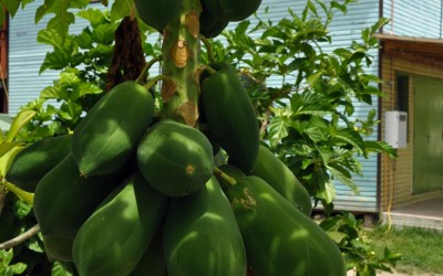 Papayas growing in someone's front garden, Funafuti Atoll, Tuvalu