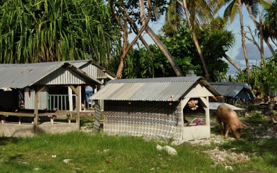 Cemetery (and visitor), Fongafale Island, Funafuti Atoll, Tuvalu