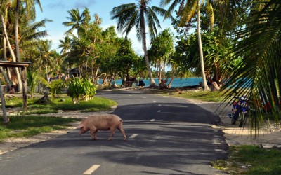 Free range pork, Funafuti Atoll, Tuvalu