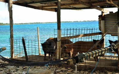 Pig sty with lagoon views, Funafuti Atoll, Tuvalu