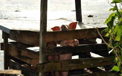 Pig sty with lagoon views, Funafuti Atoll, Tuvalu