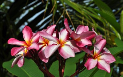 Flowers in someone's garden, Funafuti Atoll, Tuvalu