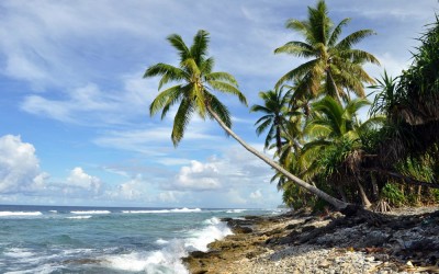 Palm tree stands sentinel to the Pacific Ocean, Funafuti Atoll, Tuvalu