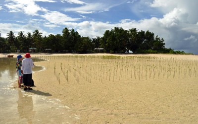 Mangroves planted on Funafala Island (climate change adaptation project), Tuvalu