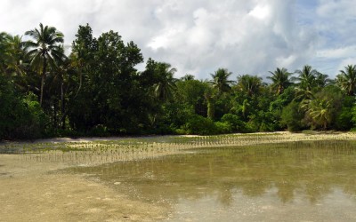Mangroves planted on Funafala Island (climate change adaptation project), Tuvalu