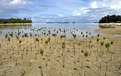 Mangroves planted on Funafala Island (climate change adaptation project), Tuvalu