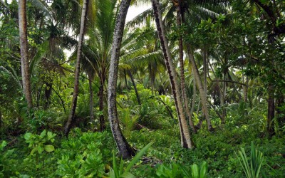 Jungle on Funafala Island, Tuvalu