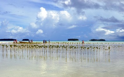 Planting mangroves on Funafala Island (climate change adaptation project), Tuvalu