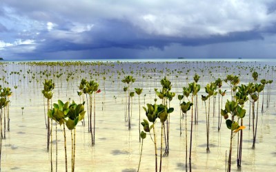 Mangroves planted on Funafala Island (climate change adaptation project), Tuvalu