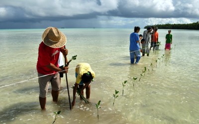 Planting mangroves on Funafala Island (climate change adaptation project), Tuvalu
