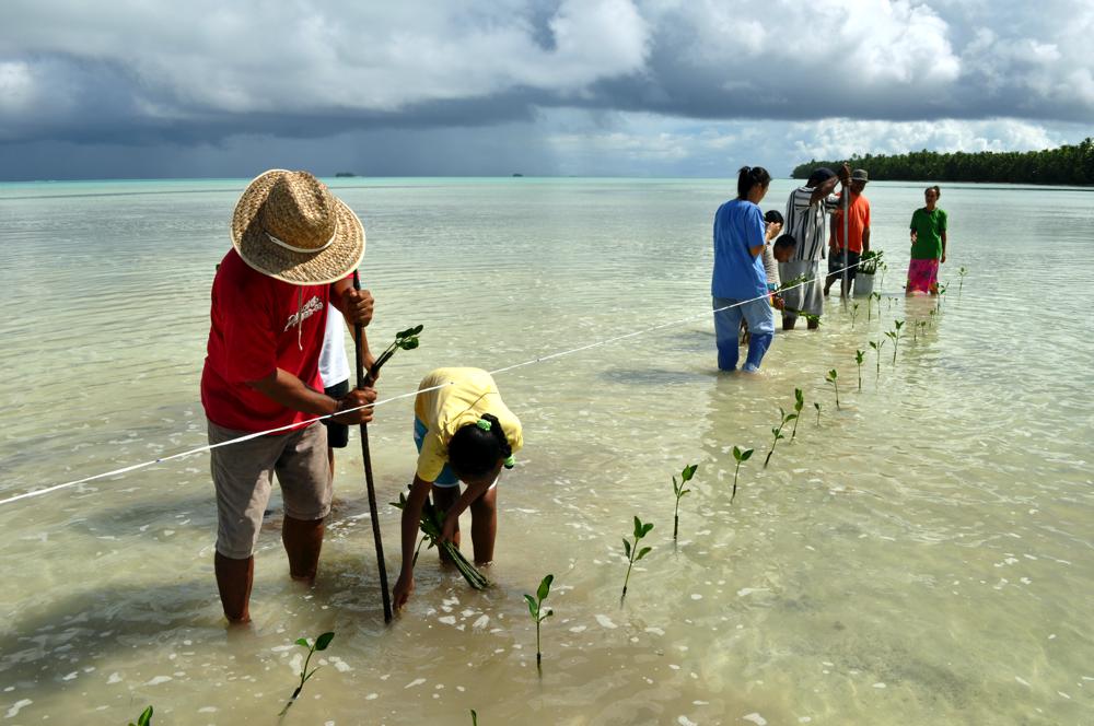 Planting mangroves on Funafala Island (climate change adaptation project), Tuvalu