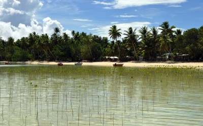Mangroves planted on Funafala Island (climate change adaptation project), Tuvalu