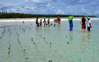 Planting mangroves on Funafala Island (climate change adaptation project), Tuvalu