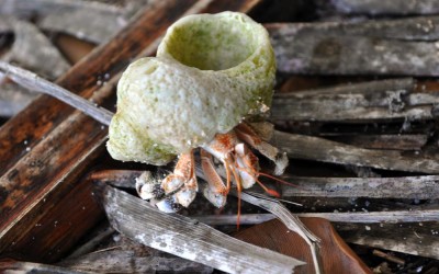 Hermit crab on Tepuka Island, Funafuti Atoll, Tuvalu