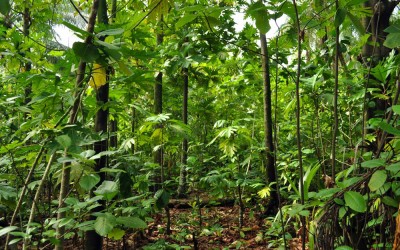 Jungle in the centre of Tepuka Island, Funafuti Atoll, Tuvalu
